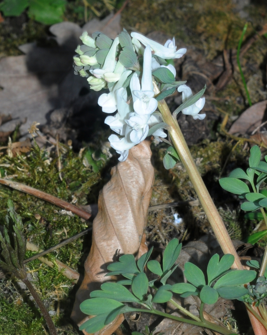 Corydalis malkensis