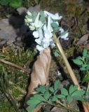 Corydalis malkensis
