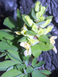 Coydalis bracteata