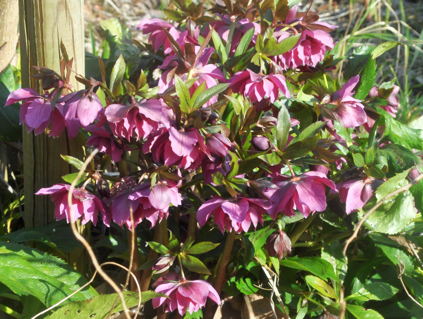 Helleborus Rot