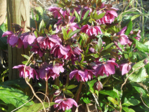 Helleborus Rot