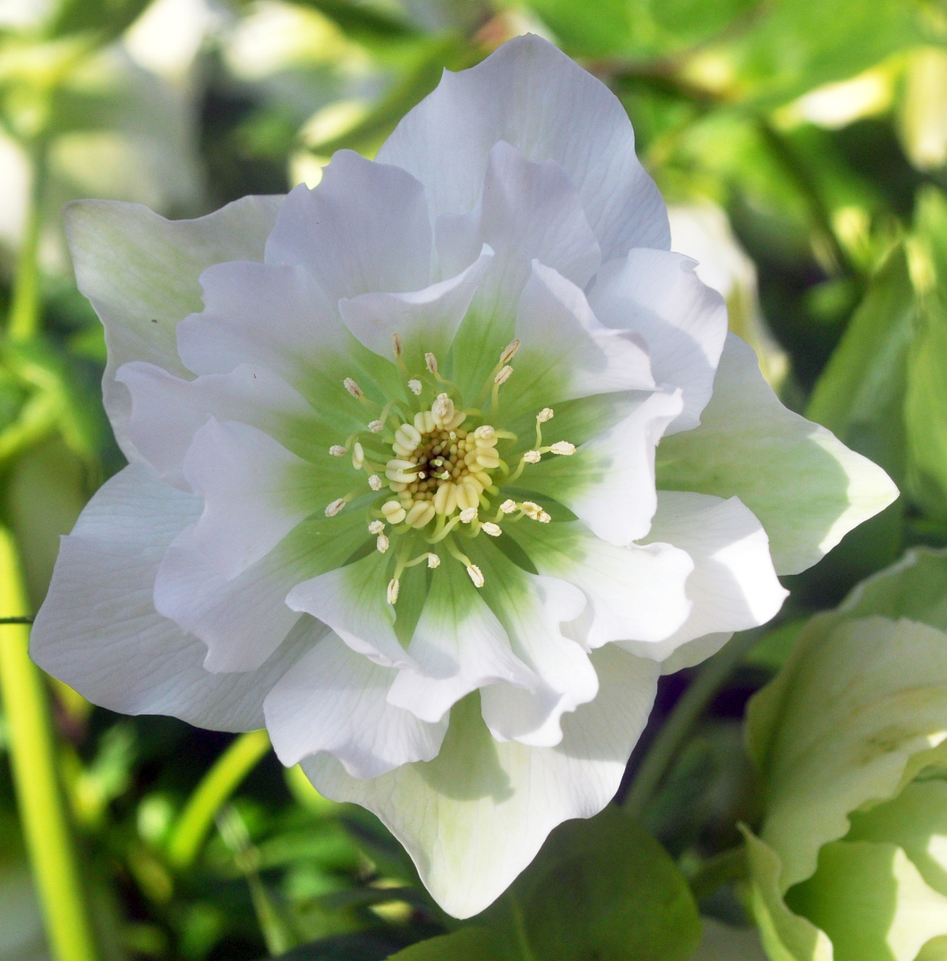 Helleborus Weiß 2