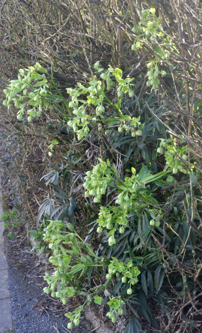Helleborus foetidus
