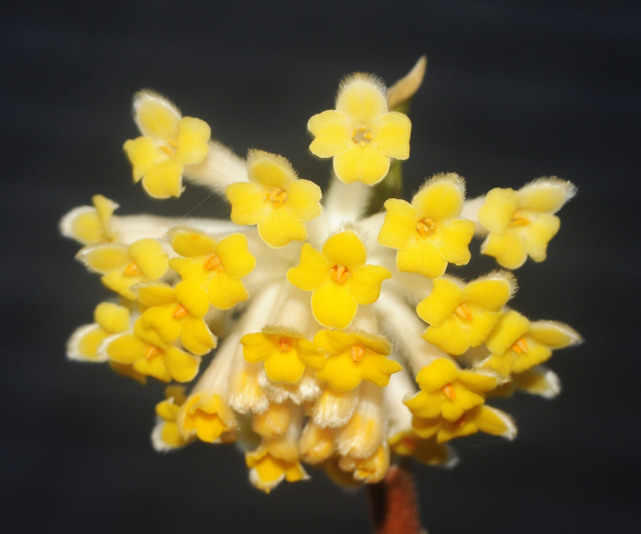 Edgeworthia 1