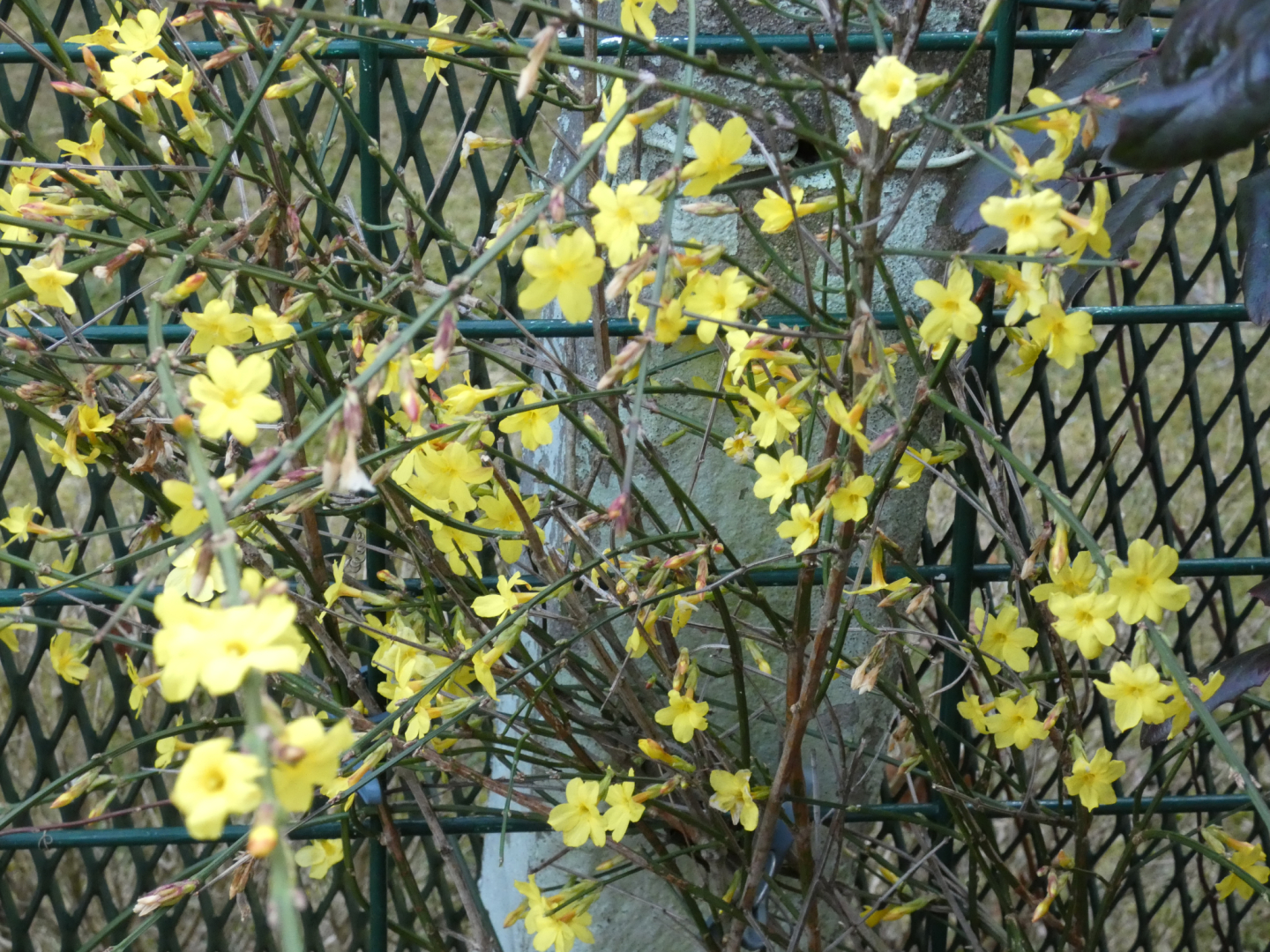Gelber Winterjasmin (Jasminum nudiflorum)
