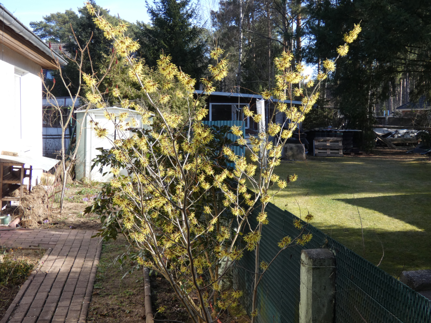 Zaubernuss ( Hamamelis)