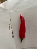 Chili aus Madeira