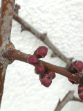IMG_20250317_153954