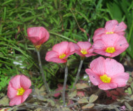 Oxalis obtusa