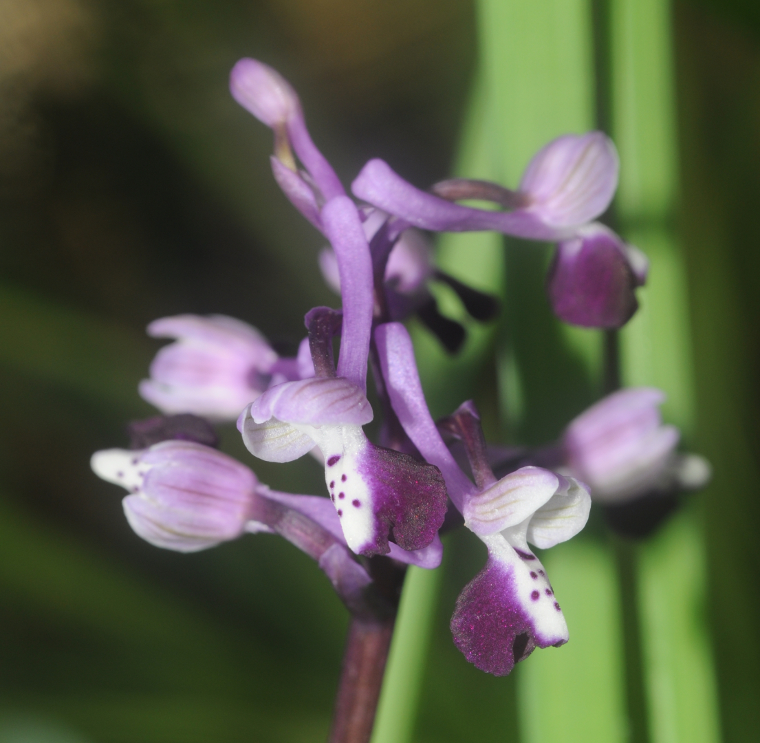 Anacamptis longicornu