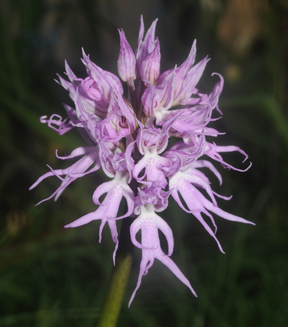 Orchis italica