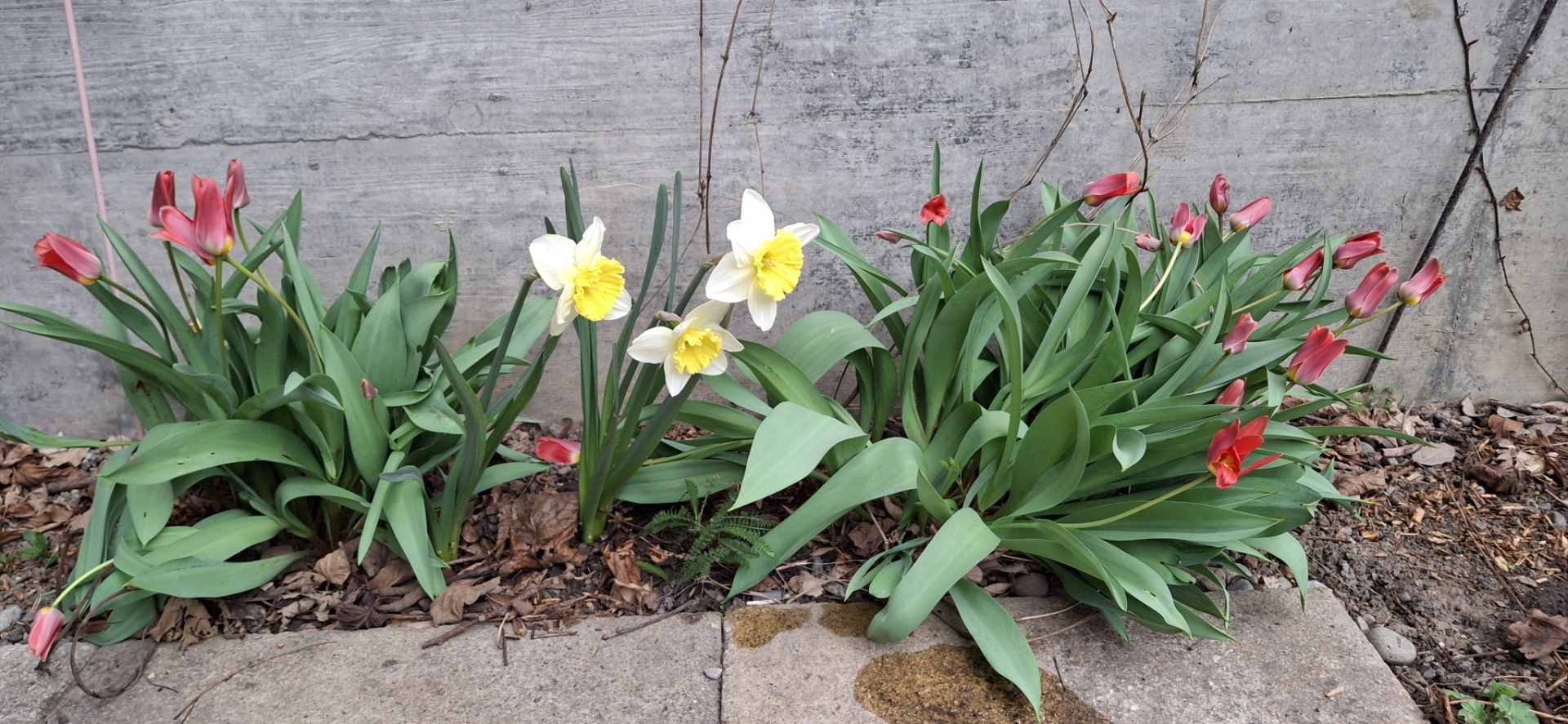Ice Follies & Wildtulpen