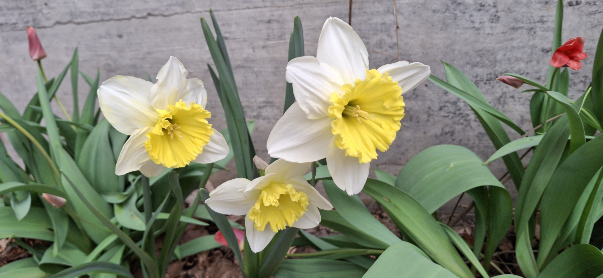 Ice Follies 20.3.25