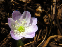 RIMG0021-001