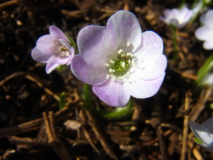 RIMG0022-001
