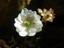 RIMG0035-001