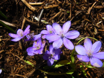 RIMG0055-001