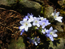 RIMG0057-001