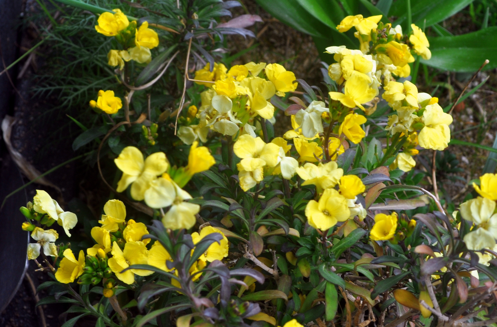 Erysimum