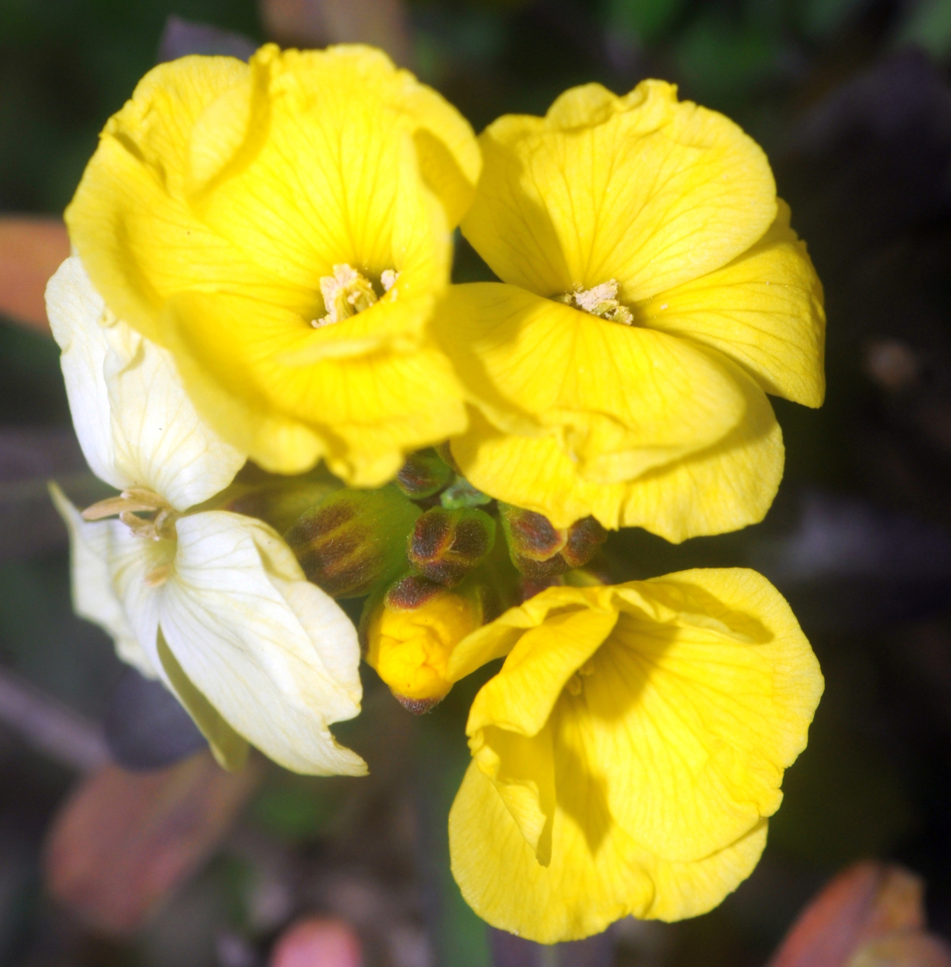 Erysimum