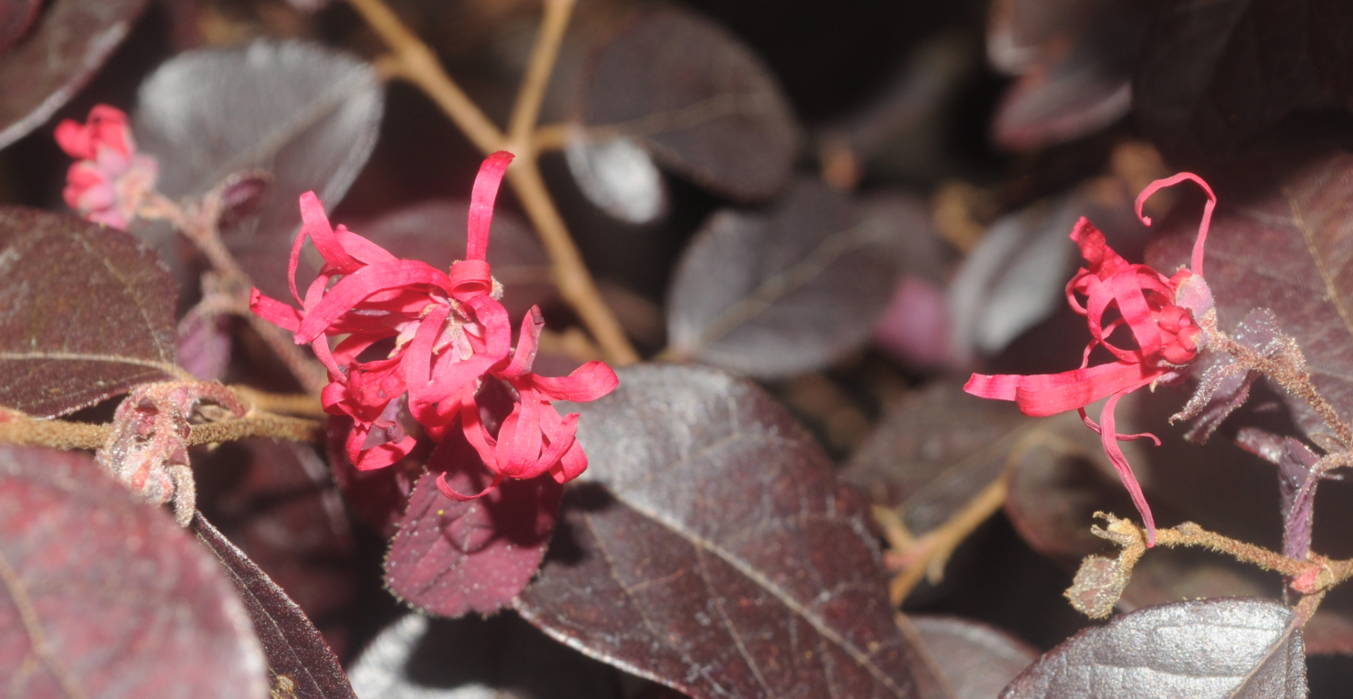 Loropetalum chinensis