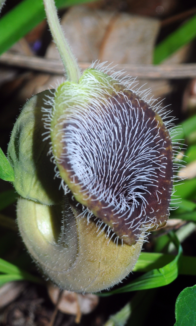Aristolochia cretica 1