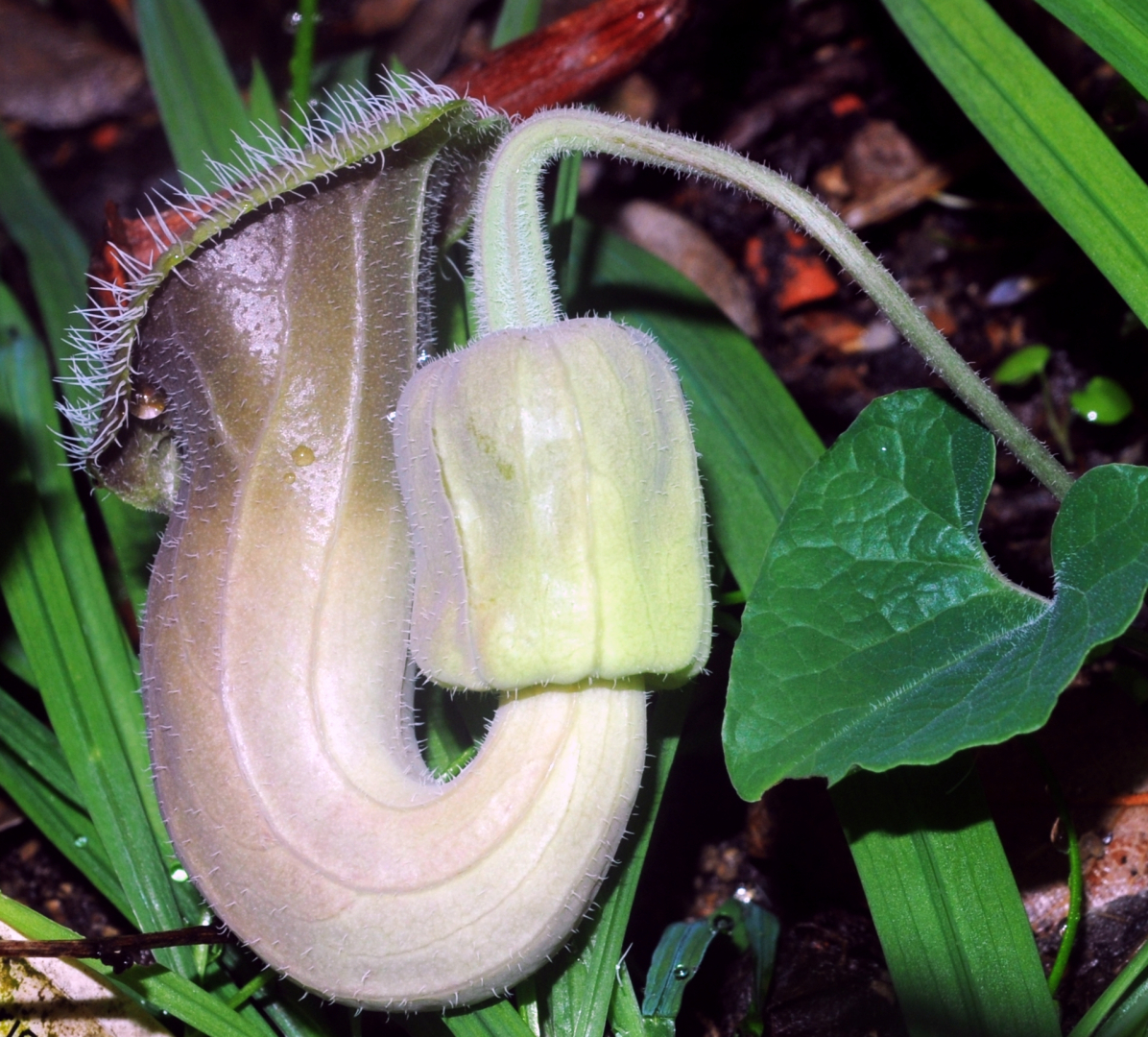Aristolochia cretica 2
