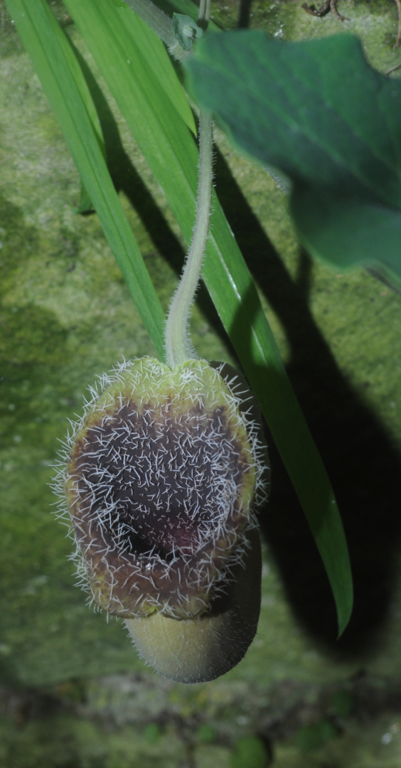 Aristolochia cretica 3