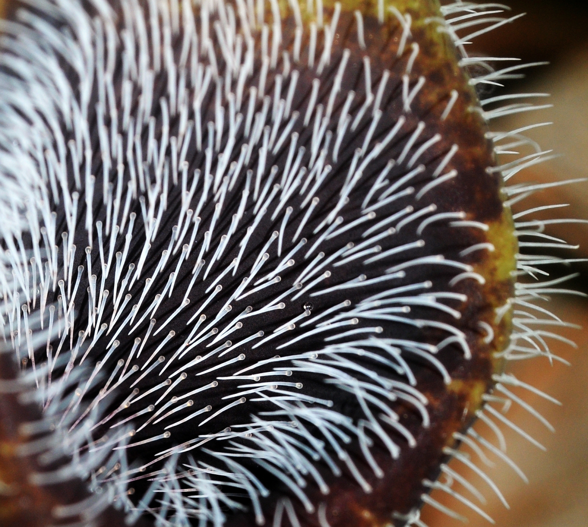 Aristolochia cretica 5