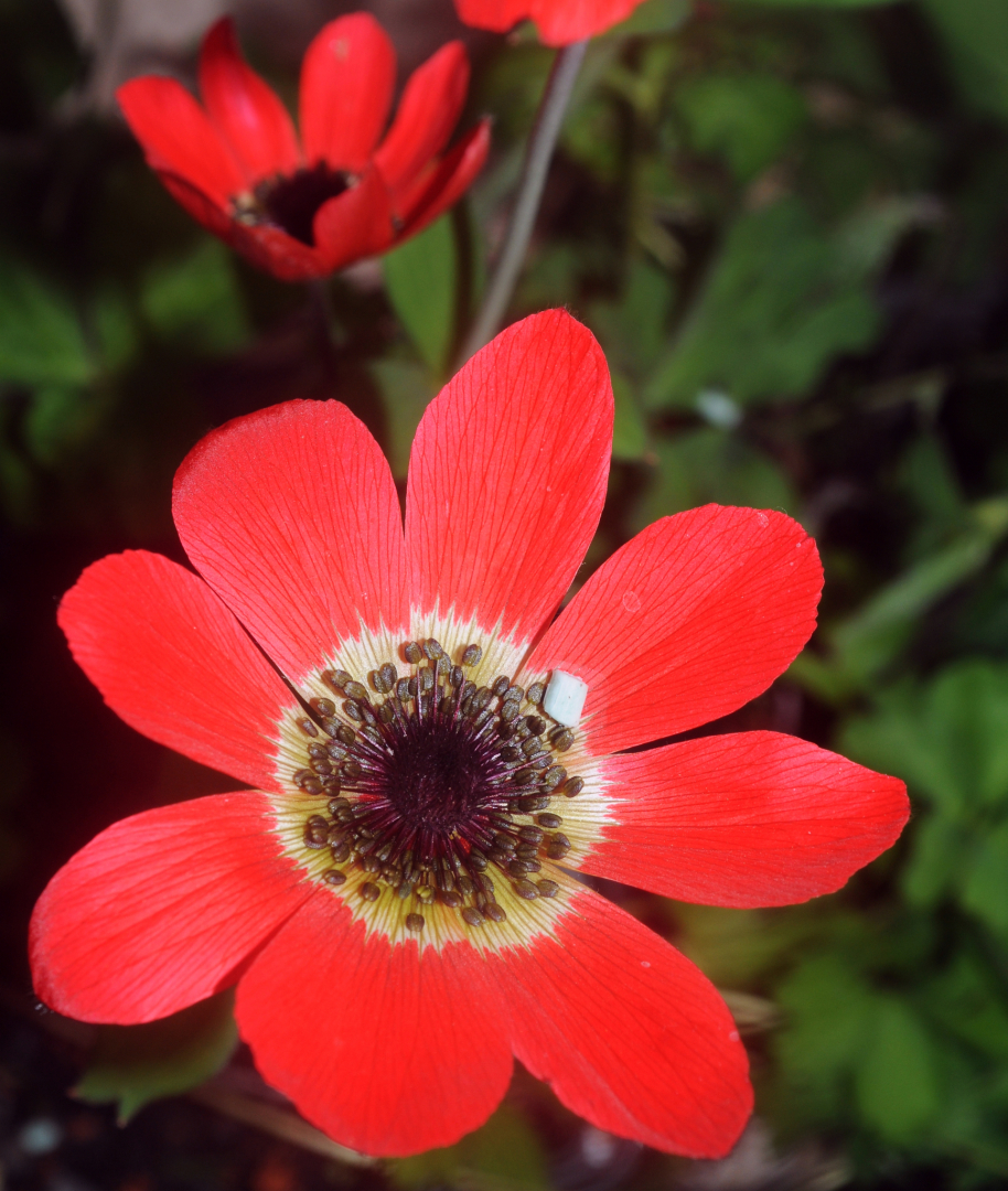 Anemone x fulgens 'Annulata Grandiflora'