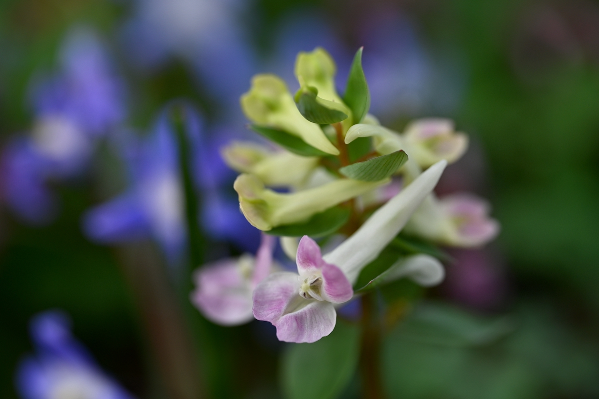 BS1_2701