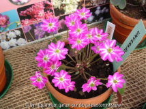 japanisches Leberblümchen II