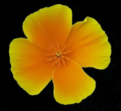 Kalifornischer Mohn