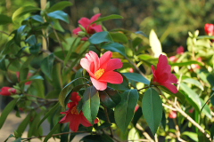 03_25_04camellia