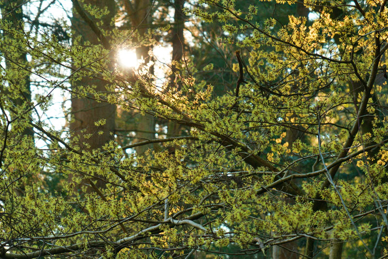 03_25_05hamamelis1