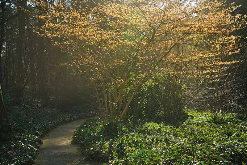 03_25_06hamamelis2