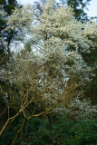 03_25_08magnolia