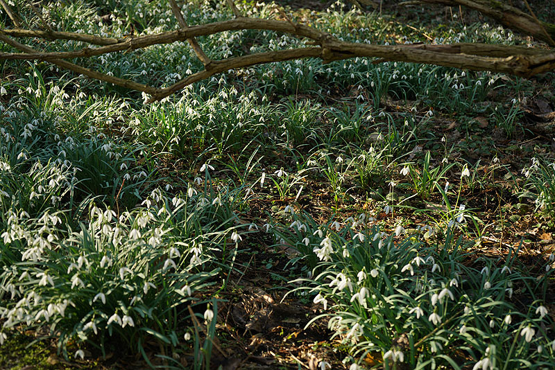 03_25_09schneegl