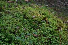 03_25_10selaginella