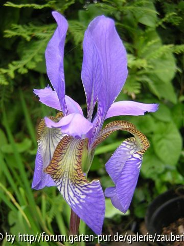 erste iris