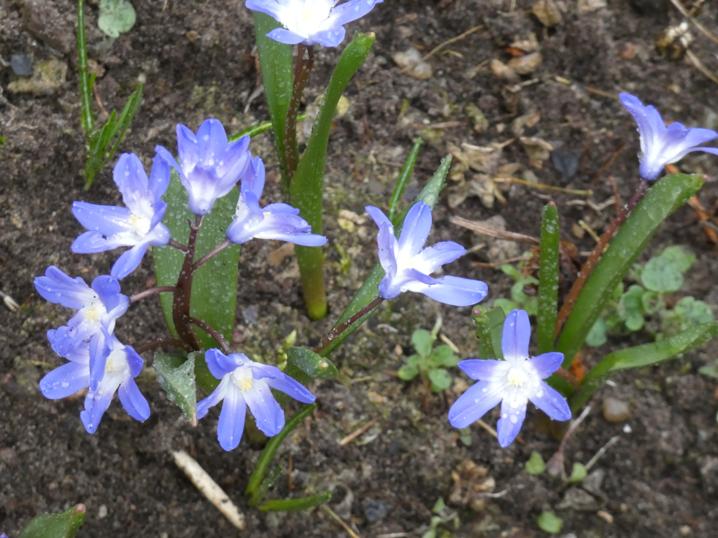 Blausternchen