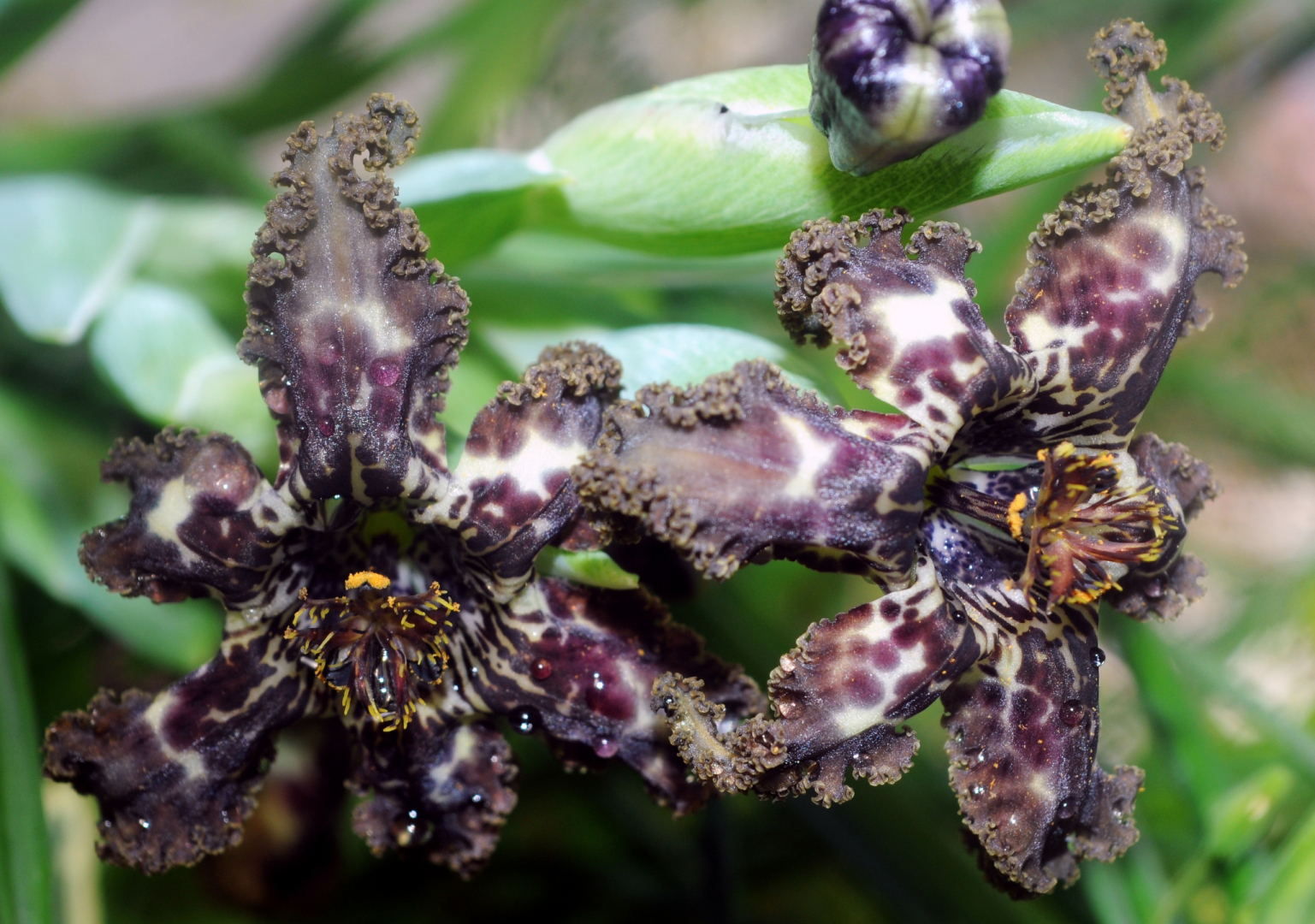 Ferraria crispa 1