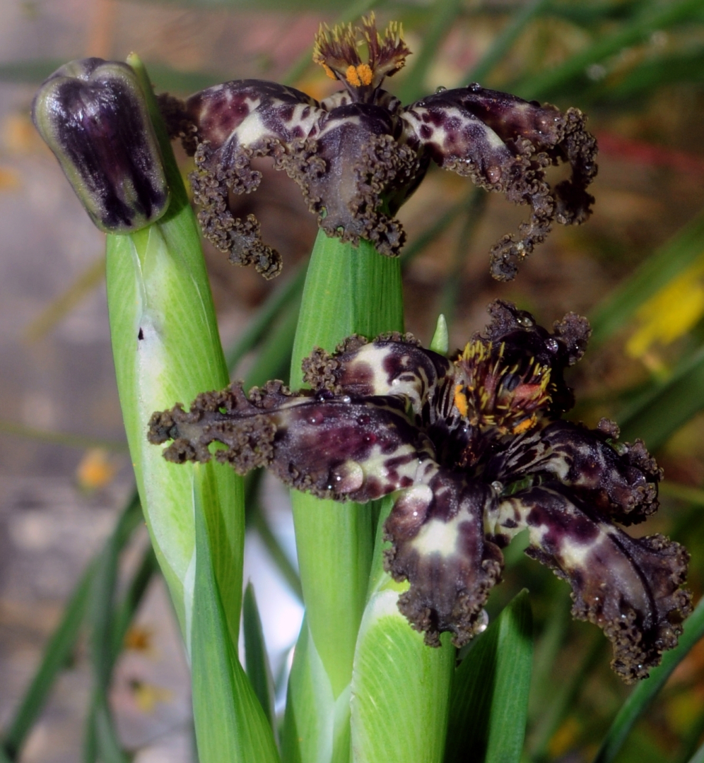 Ferraria crispa 2