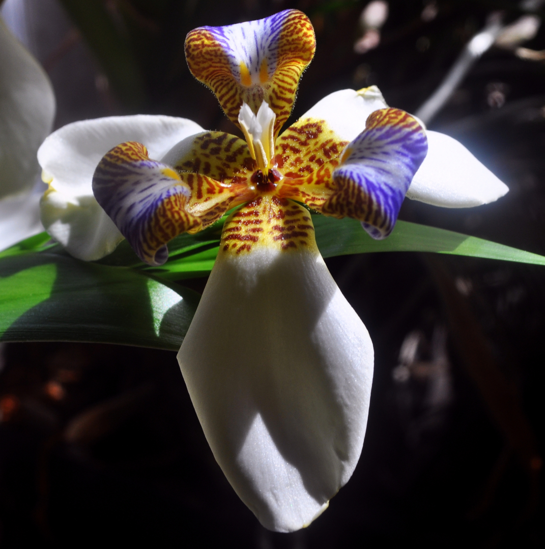 Neomarica gracilis 1
