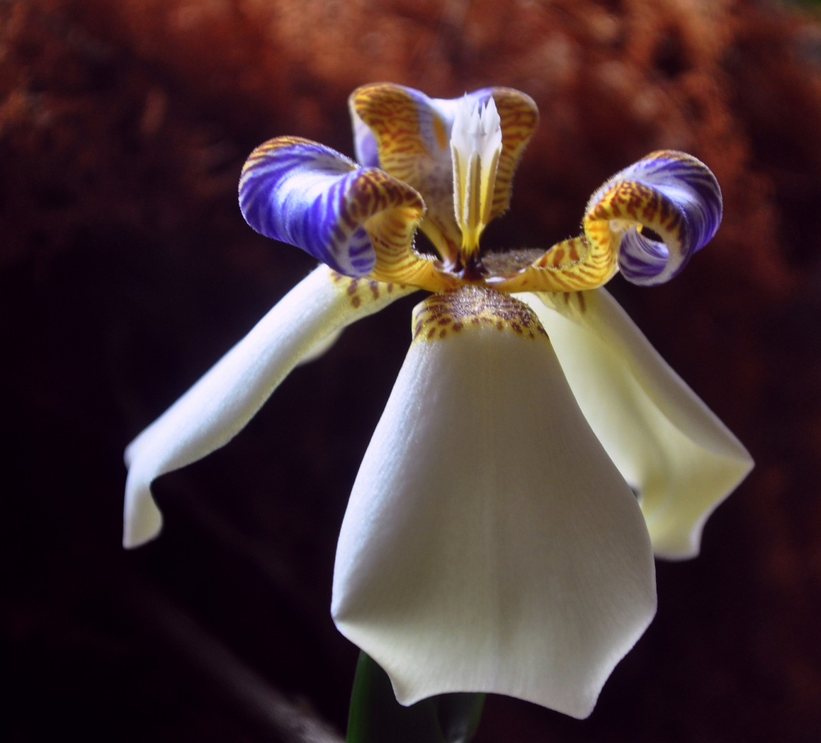 Neomarica gracilis 3