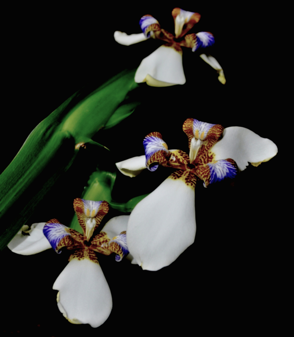 Neomarica gracilis 4