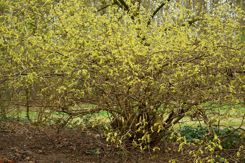 03_25_17corylopsis