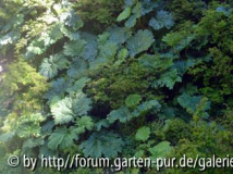 gunnera chilensis.jpg