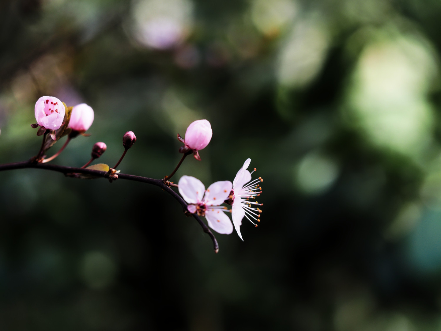 P3230015_1000px