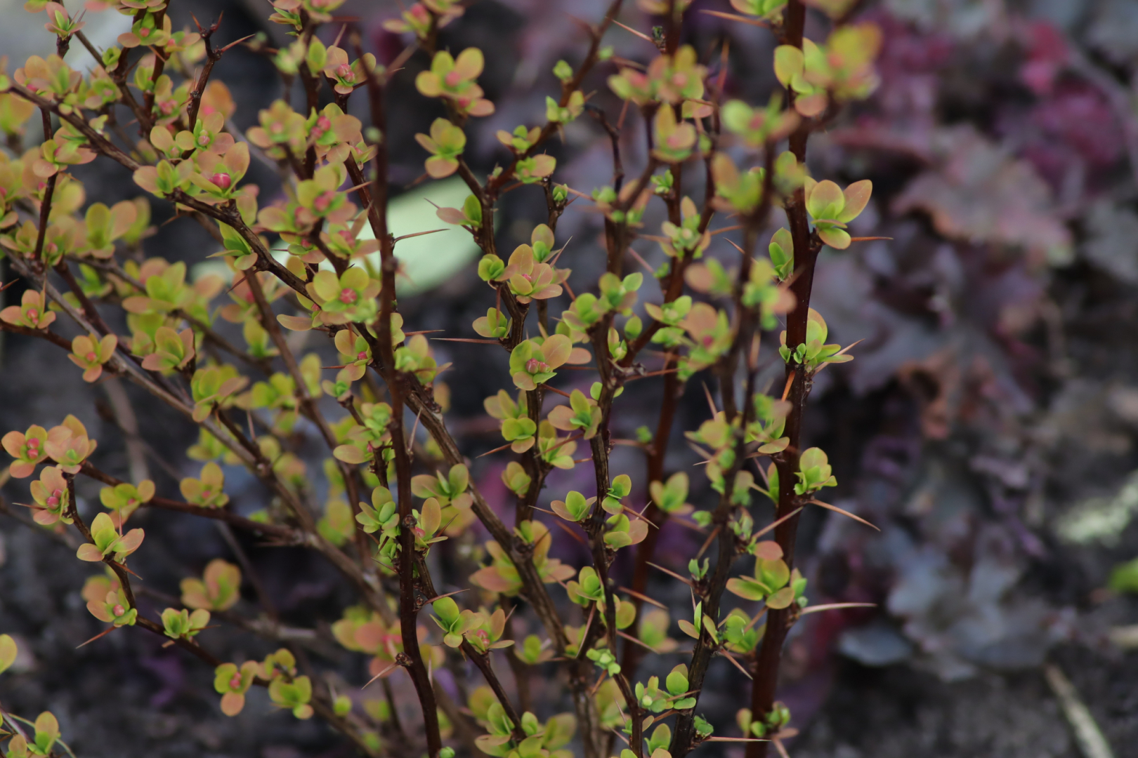 Berberis Orange Ice 02